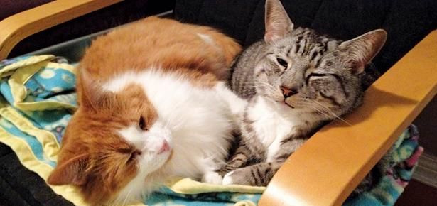 7 Reasons Senior Cats Make Awesome Pets