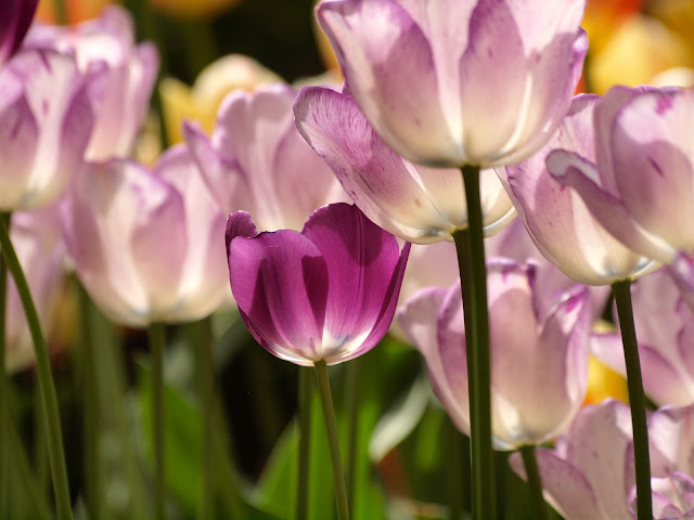 Tulips, Upper Westside Community Garden, NYC