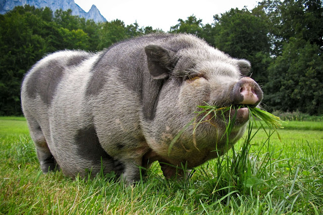 Big pig eating grass image