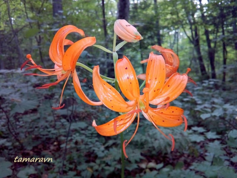 Лилия двурядная (Lilium distichum)