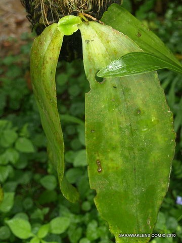 Phalaenopsis_snails_orchid_pests_14