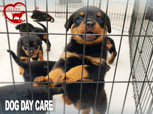 day dog care