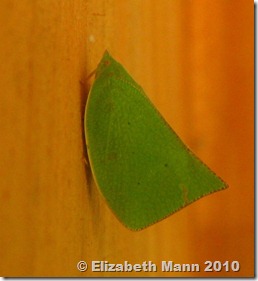 leaf bug