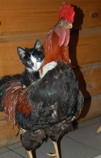 really funny photo of kitten riding a chicken rooster old english game black red