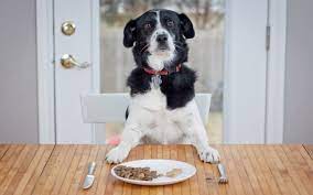 Best High Protein Dog Food for 2023.