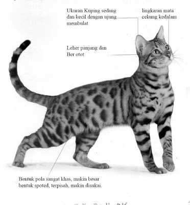 Ciri-ciri fisik kucing bengal asli