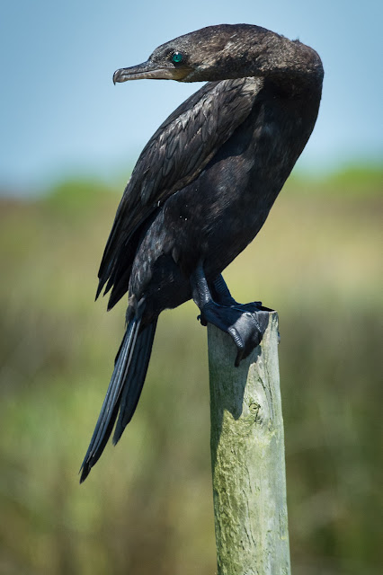 Neotropic Cormorant, Bolivar Peninsula