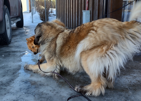 leonberger finsk spets