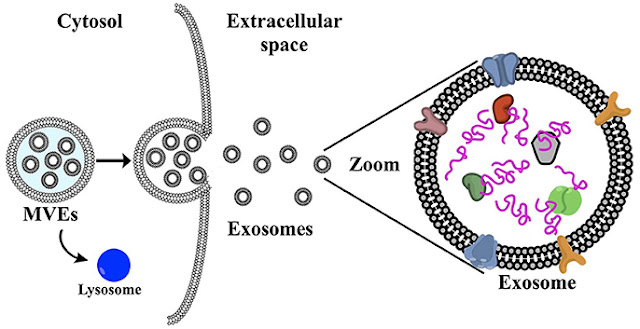 exosome