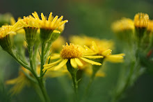 Wildflowers