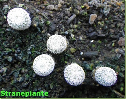 epithelantha micromeris 17-9-12