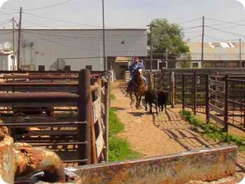 12-cows-coming