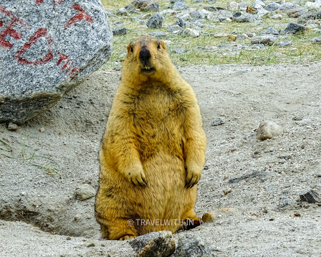 Himalayan Marmot ladakh