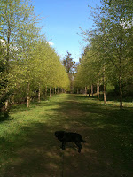 Sumo at Cliveden