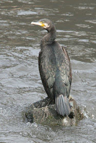 神戸宇孝さんの 野鳥観察に行こう 第4回 鳥の個性が見えてくる