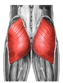 The biggest muscle in the human body - the buttock muscle