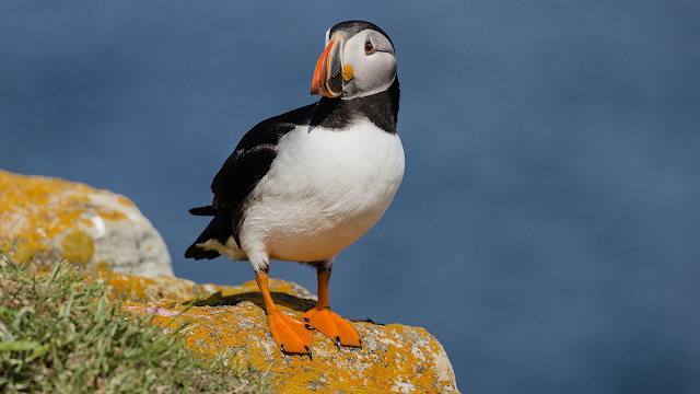 Atlantic Puffin