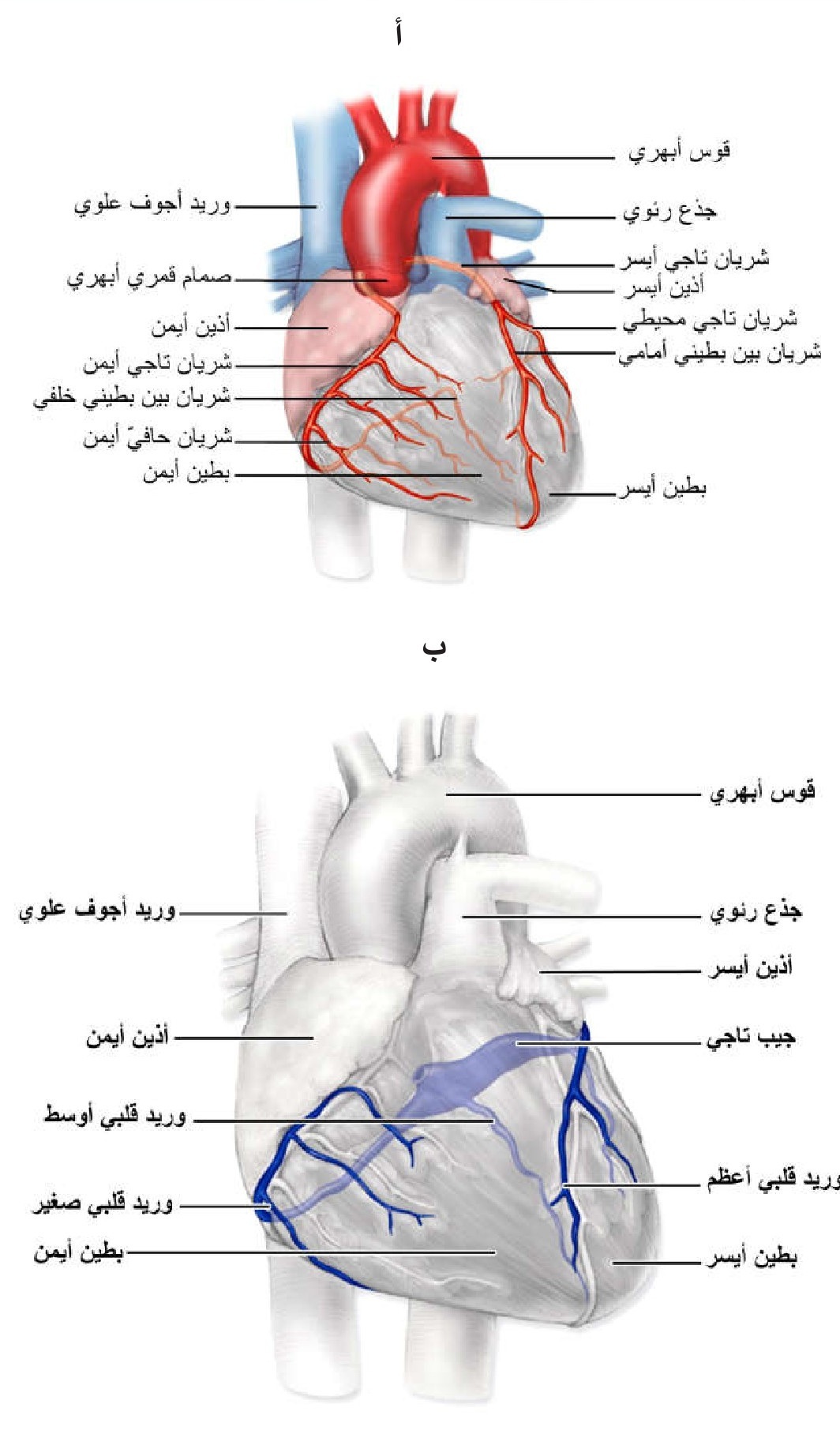 الشكل 16-8: الدورة الدموية التاجية كما تبدو في منظر أمامي للقلب: أ) الشرايين التاجية وتفرعاتها، ب) الأوردة التاجية و الجيب التاجي الذي تشكله في الجانب الخلفي للقلب وينقل الدم إلى الأذين الأيمن.