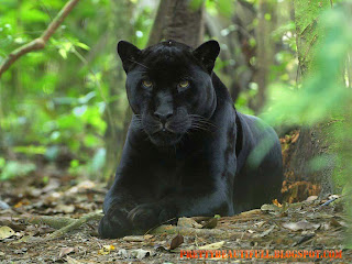 Black Panther animals