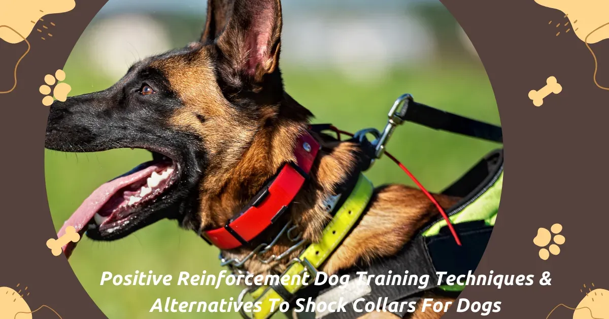 Dog training, Positive reinforcement, E-collars
