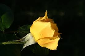 Hd Images Of Yellow Rose 39