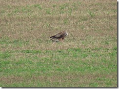 Red Kite