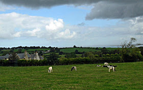 cattle grazing in the English countryside