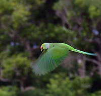 Mauritius Parakeet