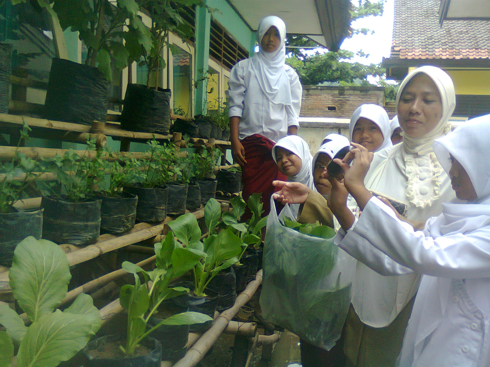 CIPTAKAN APOTEK HIDUP SEKOLAH Sdn1taliwang