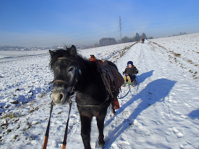 konie, kucyki, jazda konna, jazda na sankach, kulig, oprzęganie koni, zima w mieście