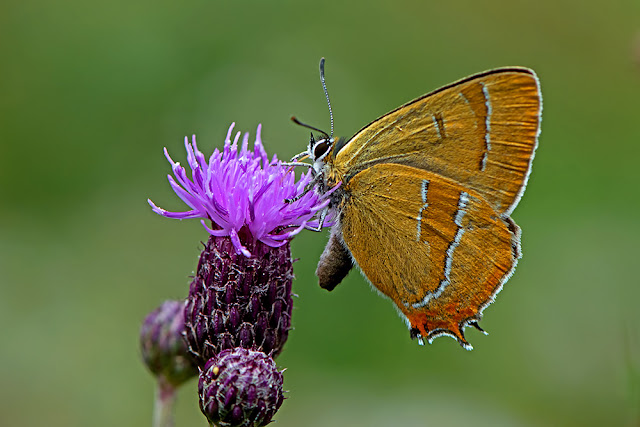 Thecla betulae the Brown Hairstreak butterfly