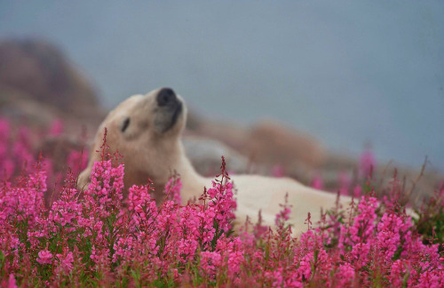 Na imagem: um urso descansando tranquilamente de olhos fechados e um campo florido todo rosa