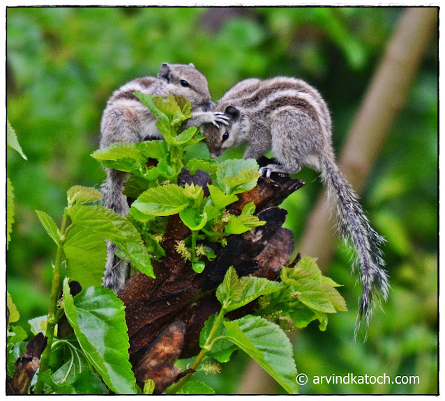Indian Palm Squirrels, Showing Love, Squirrels