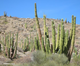 desert, Baja California