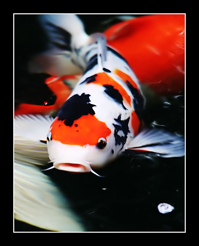 Koi Carps are japanese fish They are so lovely Look at this