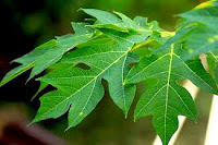 daun pepaya