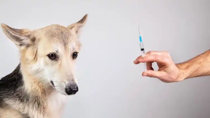 देश भर में जानवरों के लिए आत्मनिर्भर वैक्सीन लांच , डेल्टा और ओमिक्रान वेरिएटर से करेगी रक्षा 