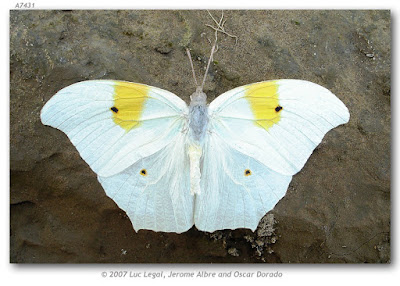 Mariposa anteo (Anteos clorinde)