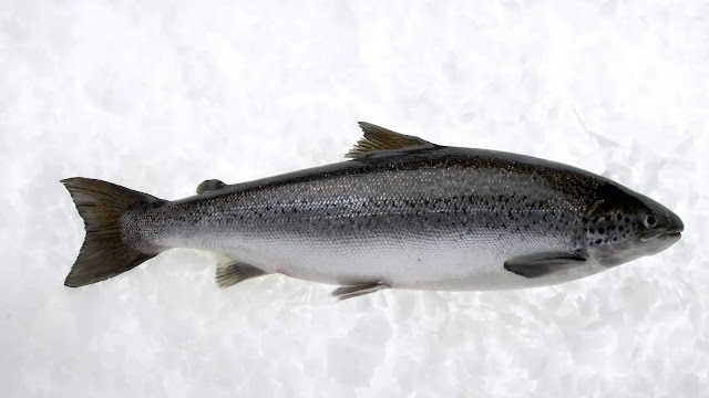 Atlantic Salmon