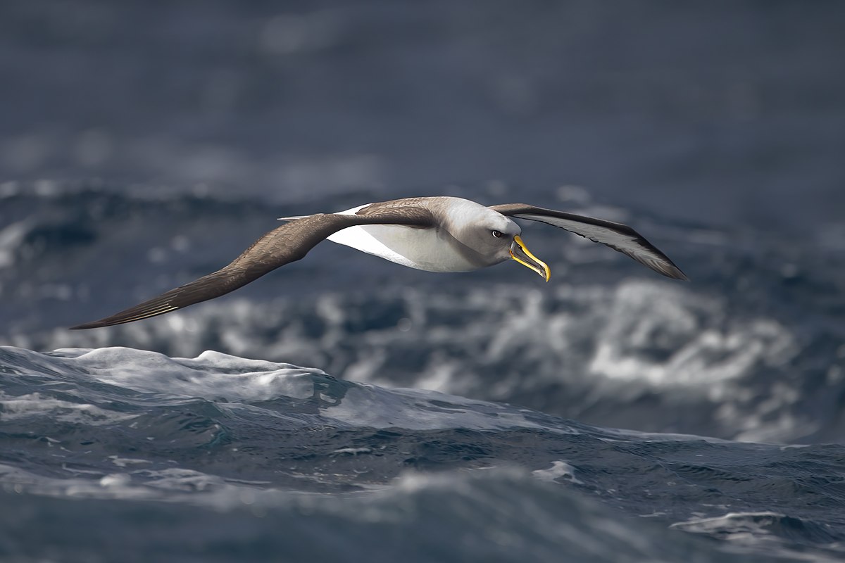 Aves marinhas morrem de fome em tempestades no hemisfério norte