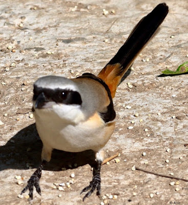 "Long-tailed Shrike - Lanius schach, searching for grub on the garden floor."