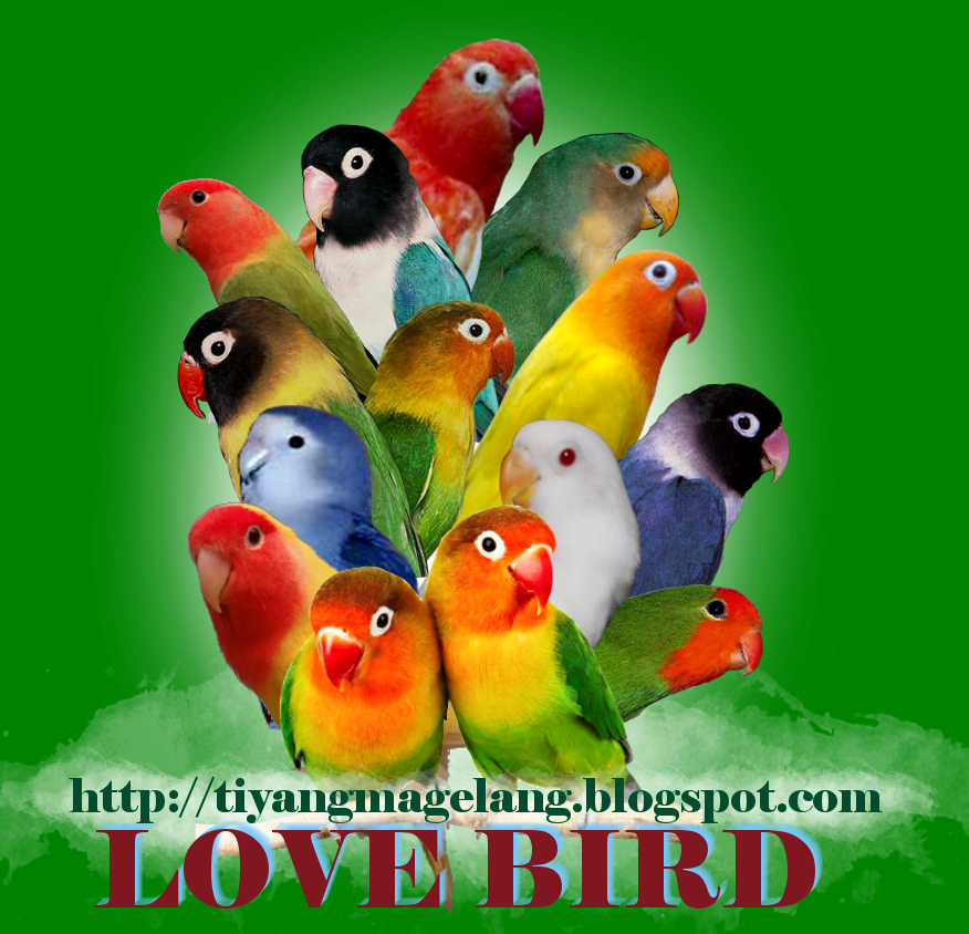 Download mp3 suara burung Lovebird