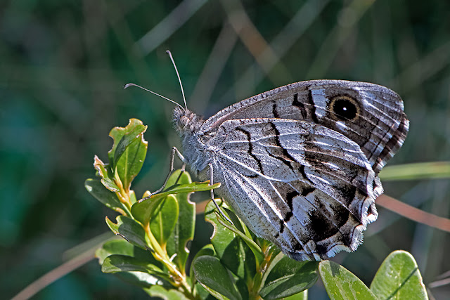 Hipparchia fidia the Striped Grayling butterfly