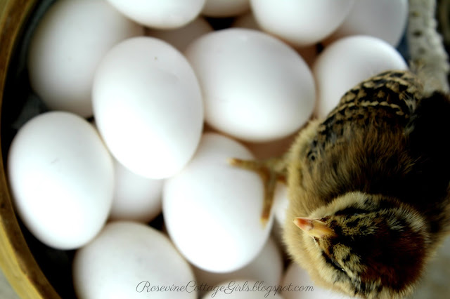 #Chickens #chicks #caringforchicks #farm #hobbyfarm #farmlife #farmlifestyle