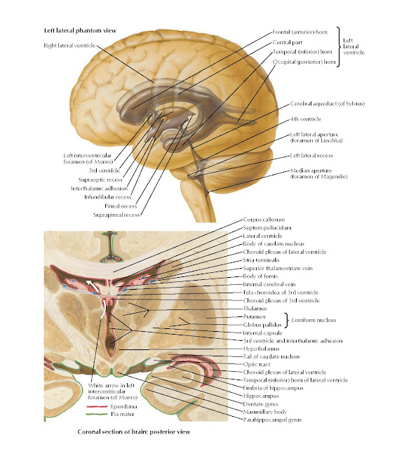 Ventricles of Brain Anatomy