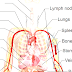 Human Body - Inside Body Parts Of A Human