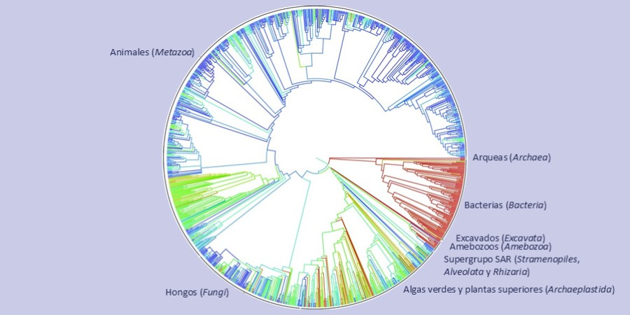 Árbol filogenético circular que muestra las relaciones evolutivas entre los principales grupos de seres vivos, incluyendo animales, hongos, arqueas, bacterias, excavados, amebozoos, el supergrupo SAR y las algas verdes y plantas superiores, representados con diferentes colores alrededor del círculo. Fuente: https://doi.org/10.1073/pnas.1423041112.