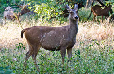 Ranthambore wildlife sanctuary is famous for its tigers and is one of the best places in India to see these majestic predators in the jungle. Tigers can be easily spotted even during the day Time. Good time to visit Ranthambore National park is in November and May when the nature of the dry deciduous forests makes sightings common. Its deciduous forests were once a part of the magnificent jungles of Central India.Posted by Ripple (VJ) : ripple, Vijay Kumar Sharma, ripple4photography, Frozen Moments, photographs, Photography, ripple (VJ), VJ, Ripple (VJ) Photography, Capture Present for Future, Freeze Present for Future, ripple (VJ) Photographs , VJ Photographs, Ripple (VJ) Photography :