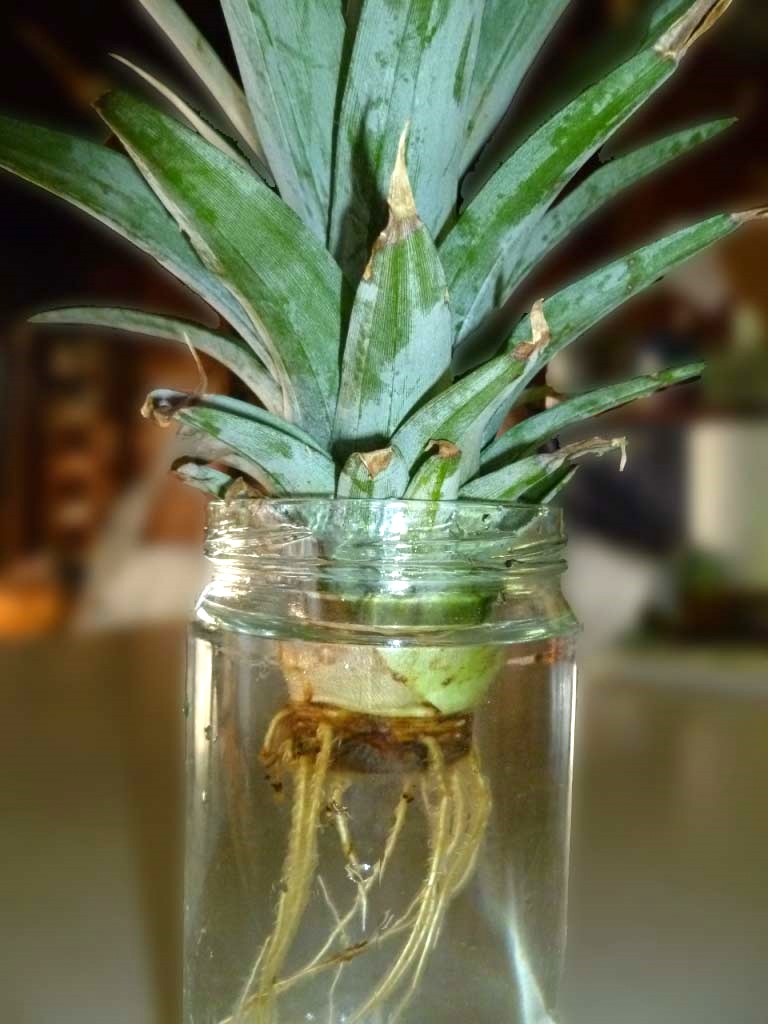 Maui Jungalow: How to Grow a Pineapple From a Pineapple Top