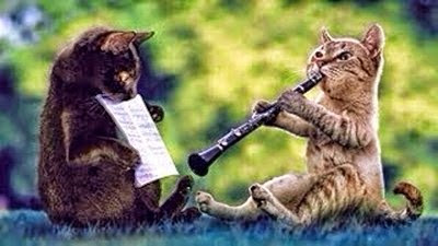 Two cats play music instrument funny animal photos